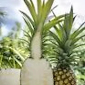 3 Kona Sugarloaf Pineapple Starter Plants - Edible Fruit Bush - Live Plant - Image 6