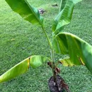 3 Lakatan Banana Starter Plugs - Musa acuminata 'Lakatan' Live Plant - Image 3