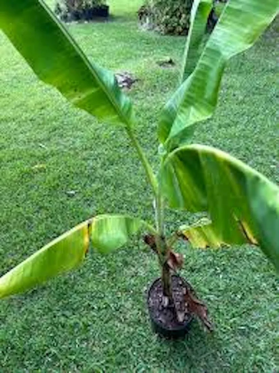 3 Lakatan Banana Starter Plugs - Musa acuminata 'Lakatan' Live Plant - Image 3