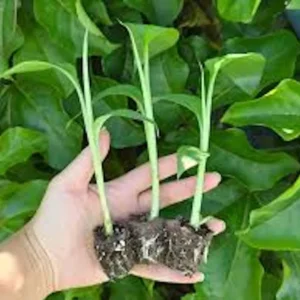 3 Lakatan Banana Starter Plugs - Musa acuminata 'Lakatan' Live Plant - Image 4