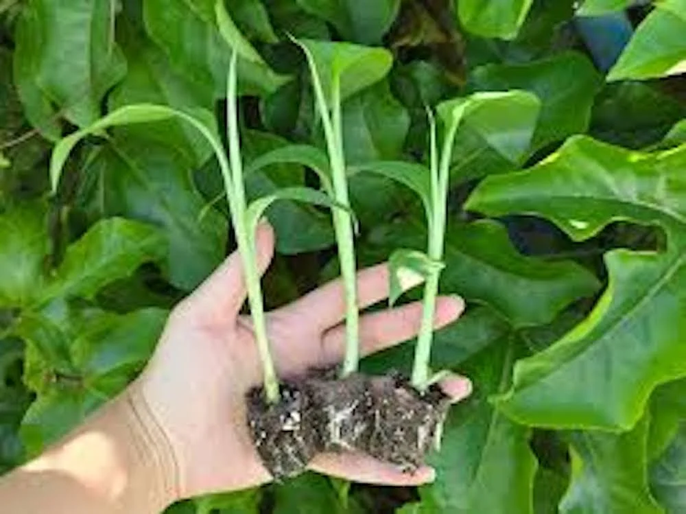 3 Lakatan Banana Starter Plugs - Musa acuminata 'Lakatan' Live Plant - Image 4