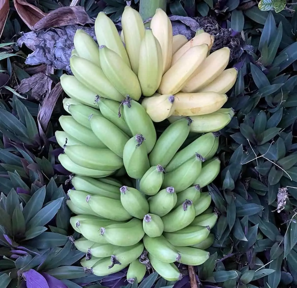 3 Lakatan Banana Starter Plugs - Musa acuminata 'Lakatan' Live Plant - Image 6