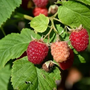 3 Latham Red Raspberry Starter Plug - Rubus idaeus - Cold Hardy Summer Bearing Berry Plant - Image 1