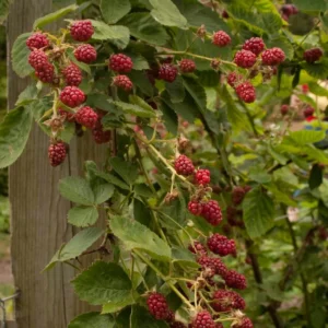 3 Latham Red Raspberry Starter Plug - Rubus idaeus - Cold Hardy Summer Bearing Berry Plant - Image 8