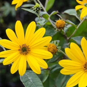 3+ Lbs Jerusalem Artichoke Tubers Sunchokes - Helianthus tuberosus for Planting or Eating - Image 2