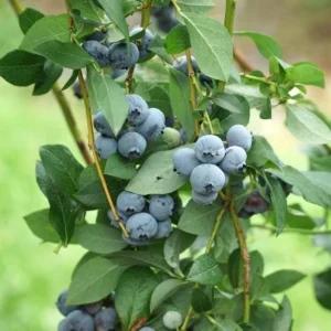 3 Legacy Blueberry Starter Plug Vaccinium corymbosum - Image 1