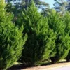 3 Leyland Cypress Tree Starter Plants - Evergreen Bare Root, Fast Growing - Image 1