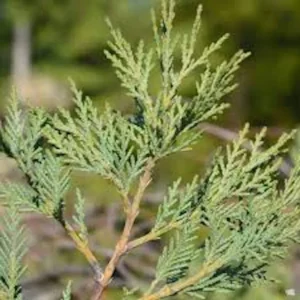 3 Leyland Cypress Tree Starter Plants - Evergreen Bare Root, Fast Growing - Image 3