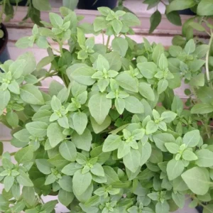 3 Live Greek Basil Plants – 5-8