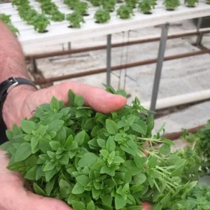 3 Live Greek Basil Plants – 5-8