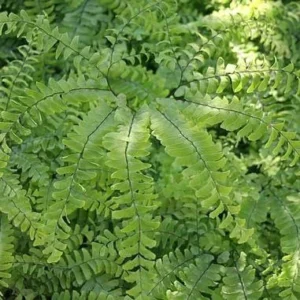 3 Maidenhair Fern Bare Root Plants - Adiantum pedatum - Organic - Image 8