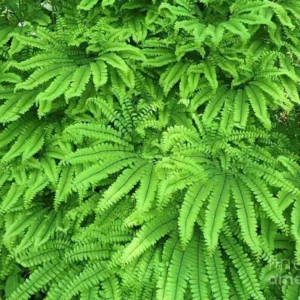 3 Maidenhair Fern Bare Root Plants - Adiantum pedatum - Organic - Image 9