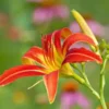 3 Ming Toy Daylily Plants - Orange-Red Perennial Bare Root Starter Plugs - Image 1