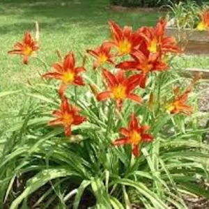 3 Ming Toy Daylily Plants - Orange-Red Perennial Bare Root Starter Plugs - Image 2