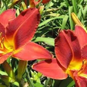 3 Ming Toy Daylily Plants - Orange-Red Perennial Bare Root Starter Plugs - Image 3