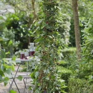 3 Mojo Berry Mulberry Bush Starter Plants - Dwarf Morus rotundiloba - Image 7