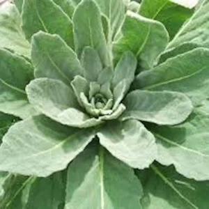 3 Mullein Plant Verbascum Thapsus Bare Root - Organic Wildflower - Image 1