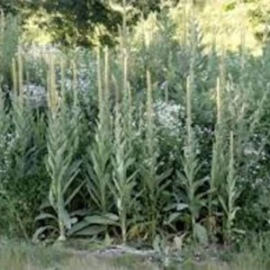 3 Mullein Plant Verbascum Thapsus Bare Root - Organic Wildflower - Image 4