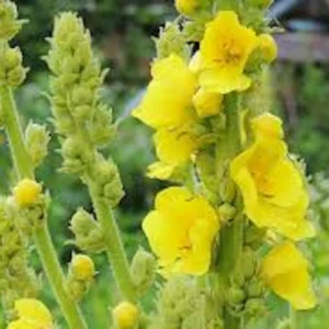 3 Mullein Plant Verbascum Thapsus Bare Root - Organic Wildflower - Image 5