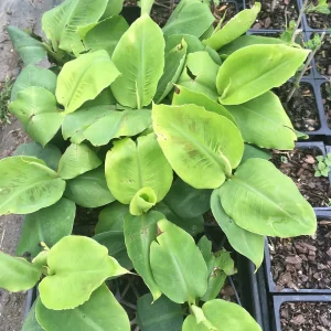 3 Musa Poquito Banana Tree Live Plants - 4 Inch Cups, Indoor/Outdoor - Image 3