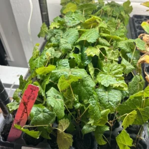 3 Muscadine Grape Plant Southern Home Alachua - Black Fruit Vine Live Plant - Image 7