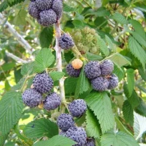 3 Mysore Black Raspberry Live Plant – Rubus Niveus Bare Root Starter – 8-12in Tall - Image 2
