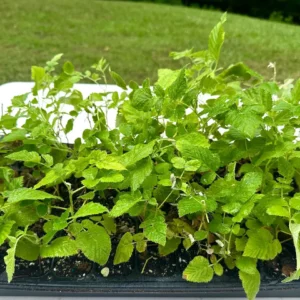 3 Mysore Black Raspberry Live Plant – Rubus Niveus Bare Root Starter – 8-12in Tall - Image 3