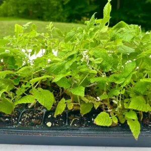 3 Mysore Black Raspberry Live Plant – Rubus Niveus Bare Root Starter – 8-12in Tall - Image 5