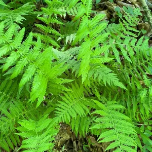 3 New York Fern Bare Root Plants - Thelypteris Noveboracensis - 1-2 ft Tall - Image 2