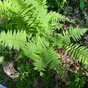 3 New York Fern Bare Root Plants - Thelypteris Noveboracensis - 1-2 ft Tall - Image 3