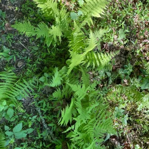 3 New York Fern Bare Root Plants - Thelypteris Noveboracensis - 1-2 ft Tall - Image 4