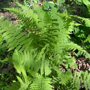 3 New York Fern Bare Root Plants - Thelypteris Noveboracensis - 1-2 ft Tall - Image 6