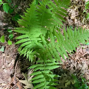 3 New York Fern Bare Root Plants - Thelypteris Noveboracensis - 1-2 ft Tall - Image 7
