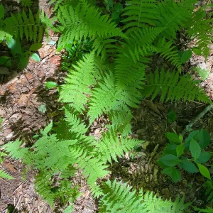 3 New York Fern Bare Root Plants - Thelypteris Noveboracensis - 1-2 ft Tall - Image 9