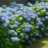 3 Nikko Blue Hydrangea Bush 12-24in Tall – Live Bare Root Plants – Outdoor - Image 1