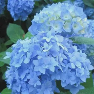 3 Nikko Blue Hydrangea Bush 12-24in Tall – Live Bare Root Plants – Outdoor - Image 3