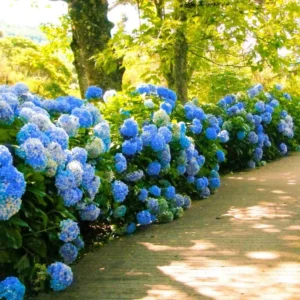 3 Nikko Blue Hydrangea Bush 12-24in Tall – Live Bare Root Plants – Outdoor - Image 4