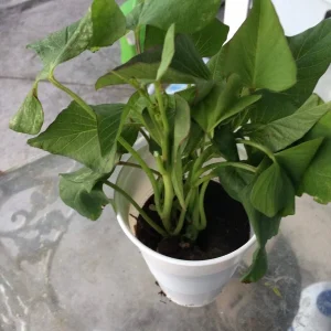 3 Okinawa Purple Sweet Potato Live Plants - Organic Edible Vegetable Slips - Image 10