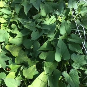 3 Okinawa Purple Sweet Potato Live Plants - Organic Edible Vegetable Slips - Image 7