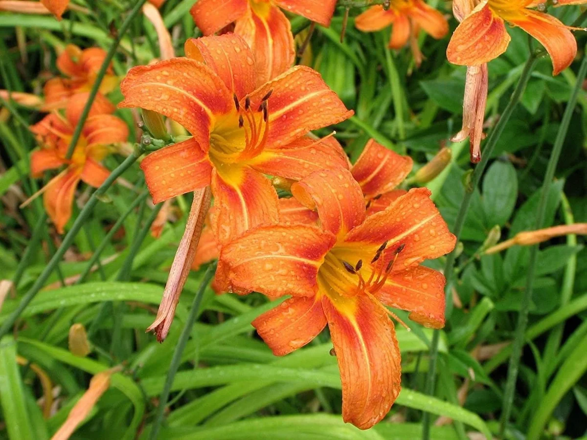 3 Orange Daylily Bare Root Plants - Water Garden Perennial - Image 10