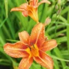 3 Orange Daylily Bare Root Plants - Water Garden Perennial - Image 1