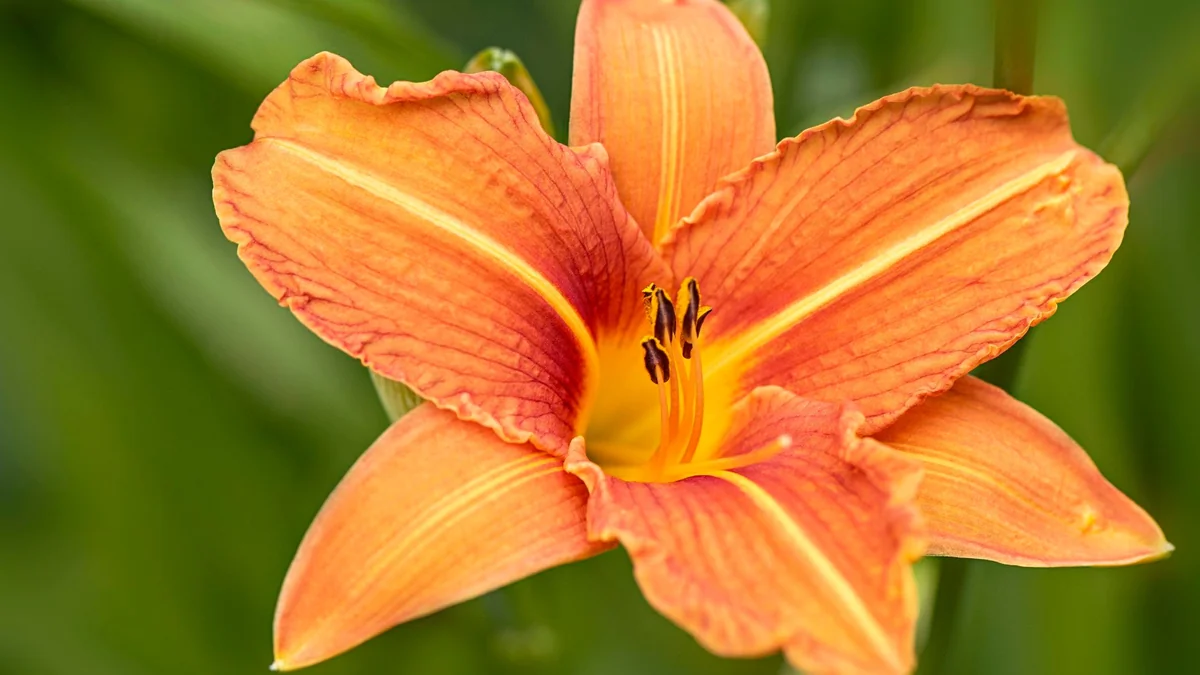 3 Orange Daylily Bare Root Plants - Water Garden Perennial - Image 2