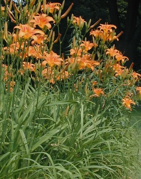 3 Orange Daylily Bare Root Plants - Water Garden Perennial - Image 3
