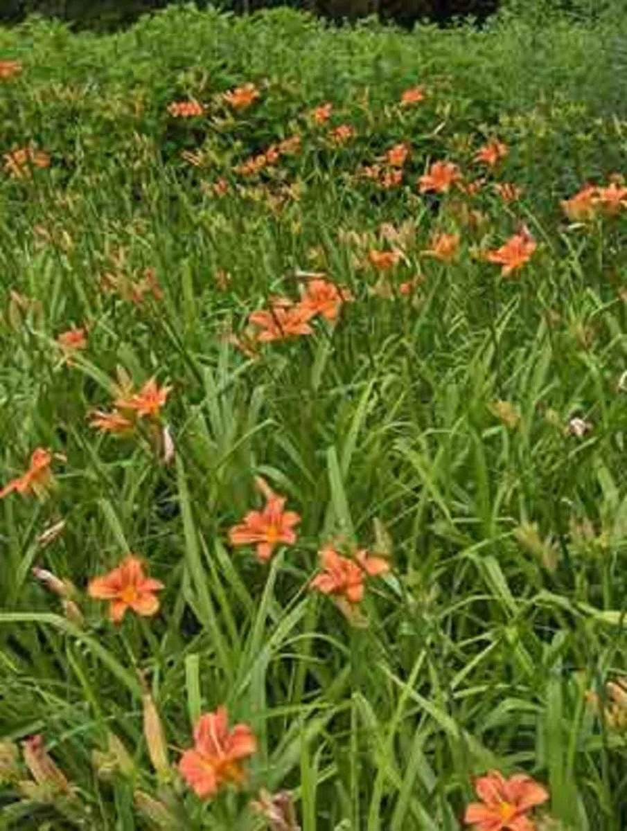 3 Orange Daylily Bare Root Plants - Water Garden Perennial - Image 4