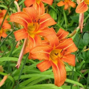 3 Orange Daylily Bare Root Plants - Water Garden Perennial - Image 6