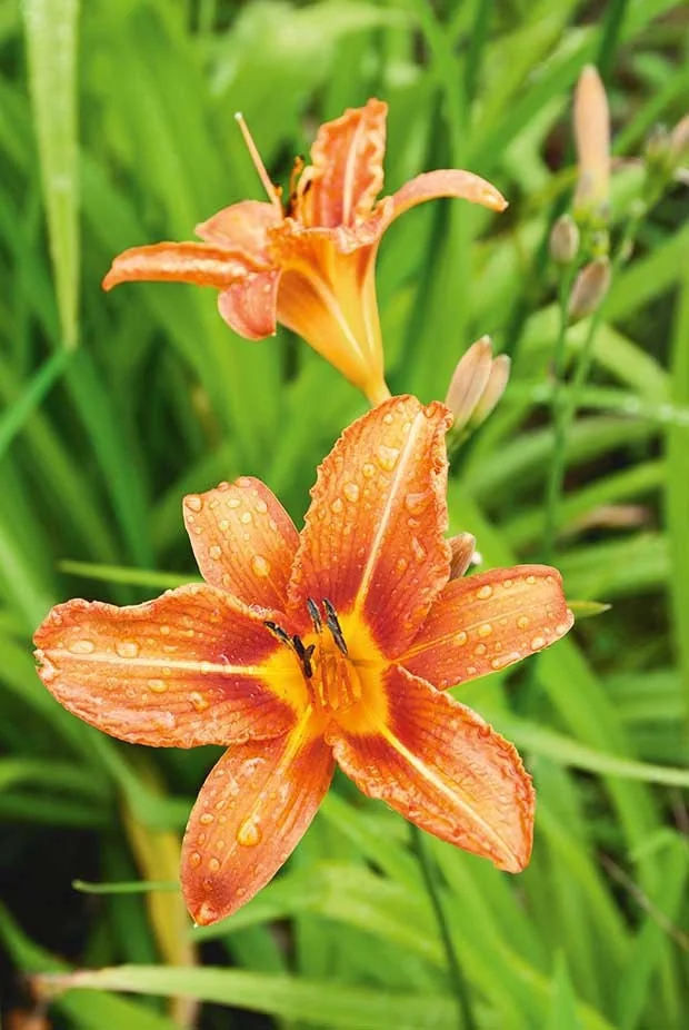 3 Orange Daylily Bare Root Plants - Water Garden Perennial - Image 1