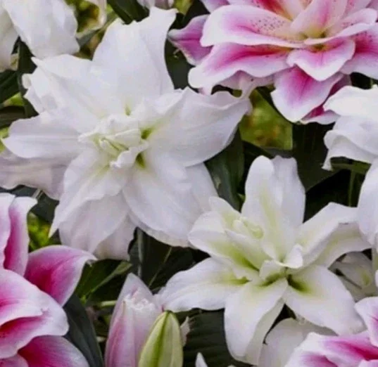 3 Oriental Double Lily Flower Bulbs - Mixed Color Perennial Lilies - Image 1