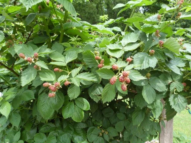 3 Ouachita Thornless Blackberry Live Plant Starter Plugs - Sweet, Erect-Caned - Image 3