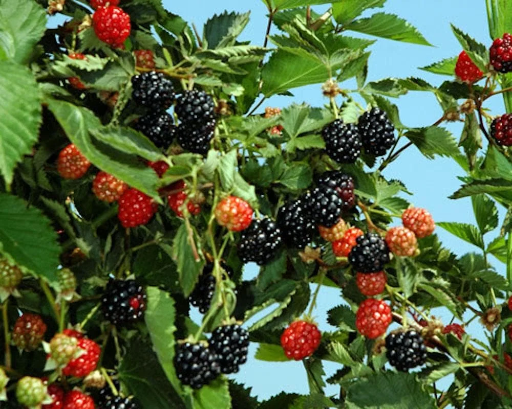 3 Ouachita Thornless Blackberry Live Plant Starter Plugs - Sweet, Erect-Caned - Image 6