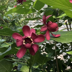 3 Pack Sweetshrub (Calycanthus Floridus) Bare-Root Plant - Fragrant Outdoor Shrub - Image 2